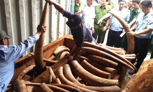 Khởi tố vụ buôn lậu hơn 2 tấn ngà voi từ Châu Phi về TP. HCM